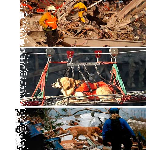 Search and rescue dogs in action.