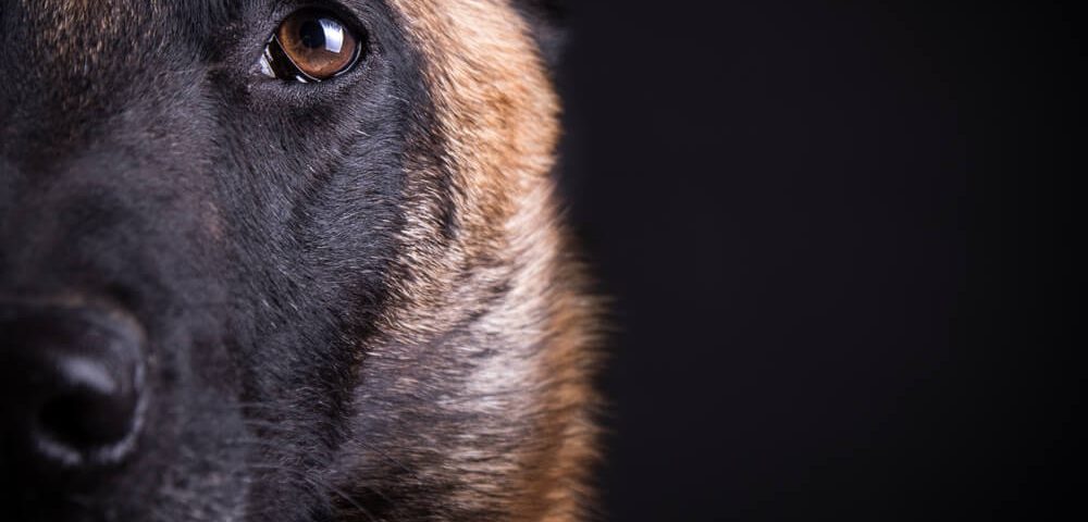 K9s WHO HAVE DIED IN THE LINE OF DUTY THIS YEAR - PPAK9 - Project Paws ...