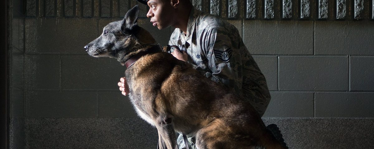 Military Working Dog