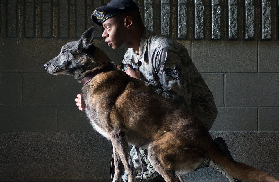Military Working Dog