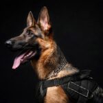 German Shepherd with tongue out, wearing harness.
