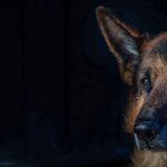 Close-up portrait of a German Shepherd.