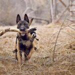 Black dog carrying stick in field.
