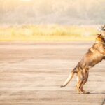 A man in uniform trains a dog.