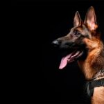 German Shepherd police dog in harness.