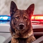 Police dog sitting in patrol car.