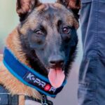 Black and brown dog wearing a harness.