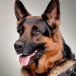 German Shepherd dog with harness and leash.