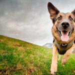 Happy German Shepherd running in field.