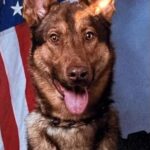 Dog in front of American flag background.