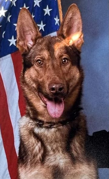 Dog in front of American flag background.