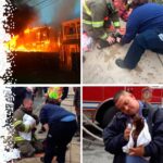 York City firefighters using PPAK9 pet oxygen masks to revive two Chihuahuas rescued from a house fire — Project Paws Alive