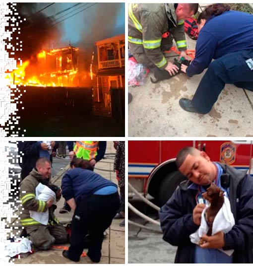 York City firefighters using PPAK9 pet oxygen masks to revive two Chihuahuas rescued from a house fire — Project Paws Alive