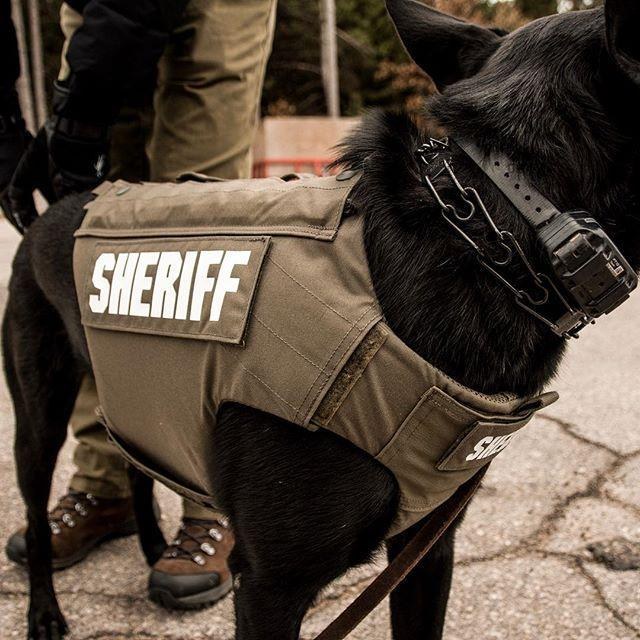 Military working dog in tactical vest beside a Military Police patrol vehicle