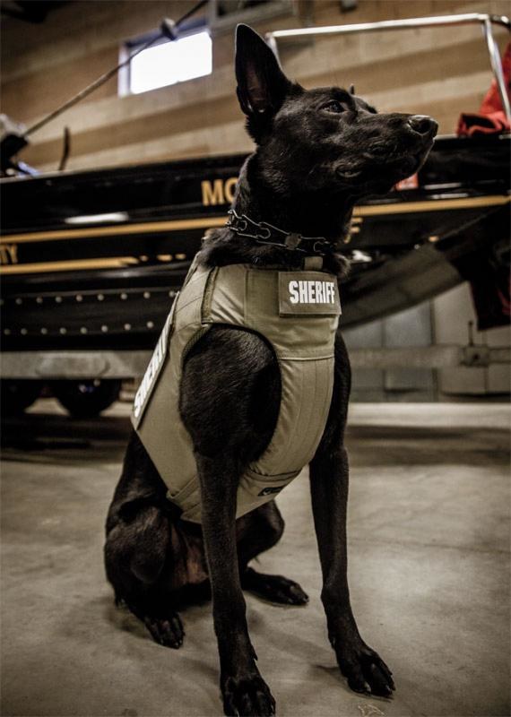 K9 with Project Paws Alive first aid trauma kit near boats in storage