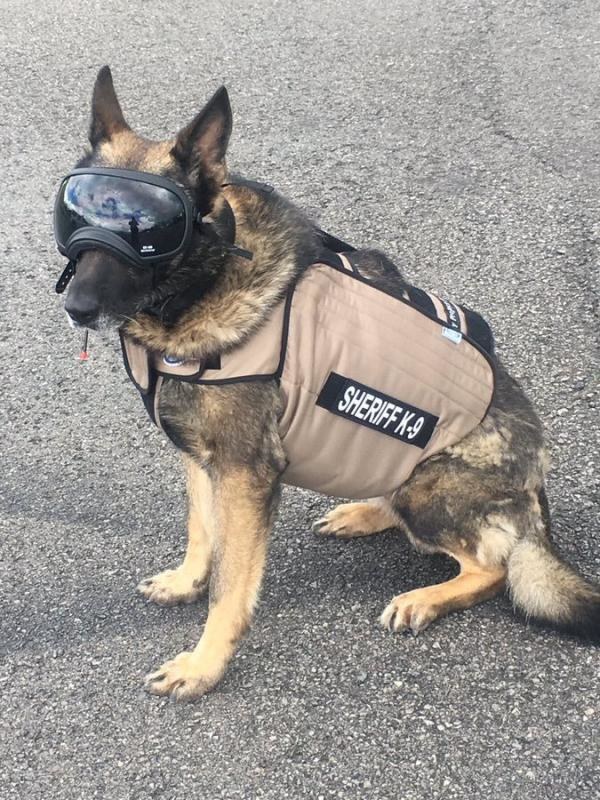 K9 Grim of the Martin County Sheriff's Office wearing his Project Paws Alive protective vest