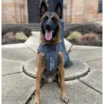 A police K9 Belgian Malinois wearing a tactical vest, honoring service dogs on National Police K9 Day