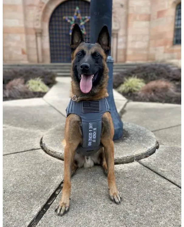 A police K9 Belgian Malinois wearing a tactical vest, honoring service dogs on National Police K9 Day