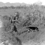 U.S. Army soldier on patrol with German shepherd scout dog Chief in Vietnam
