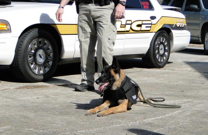 K9 Fredy of the Thomson, GA Police Department wearing his ballistic vest