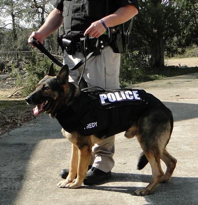 K9 Fidgy of the Thomson, GA Police Department wearing his ballistic vest
